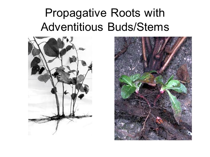 Propagative Roots with Adventitious Buds/Stems